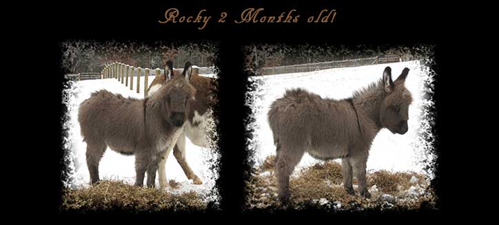 Critter Haven Farm Miniature Donkeys